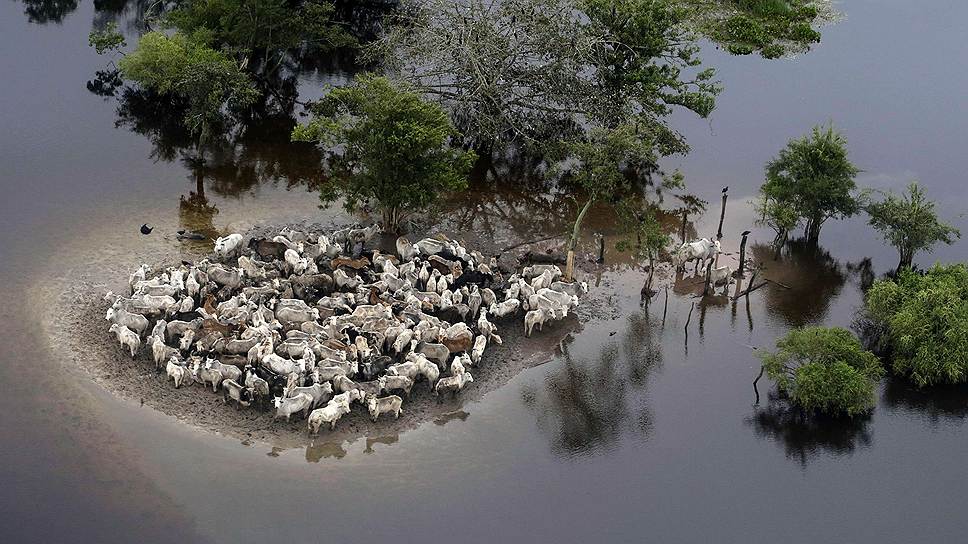Стадо домашнего скота, застрявшее на островке земли во время наводнения в Боливии
