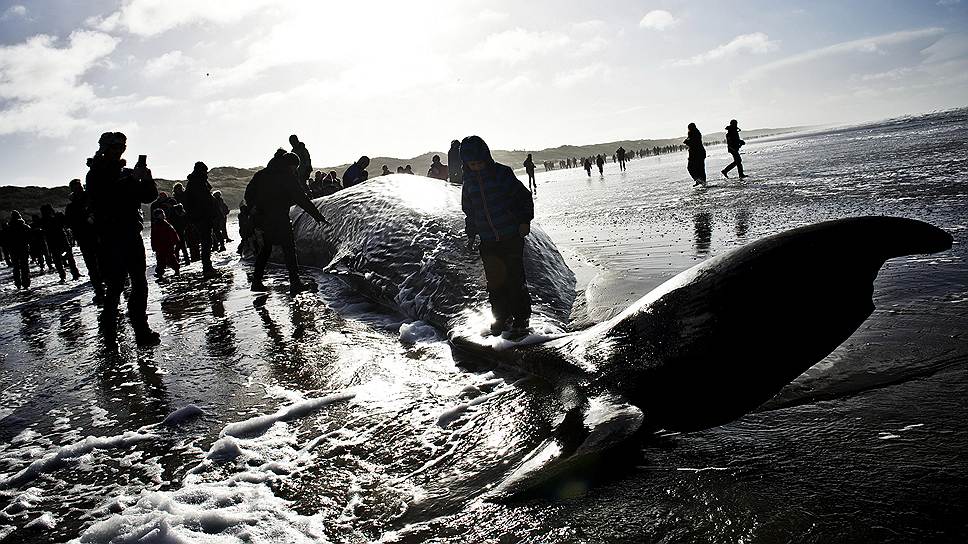 Люди у 14-метрового кашалота, выброшенного на пляж на западном побережье Дании