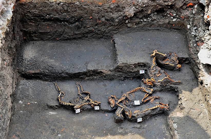 Захоронение ацтекских собак, найденное на раскопках в Мехико. Археологи предполагают, что находка может претендовать на статус древнейшего собачьего кладбища в мире
