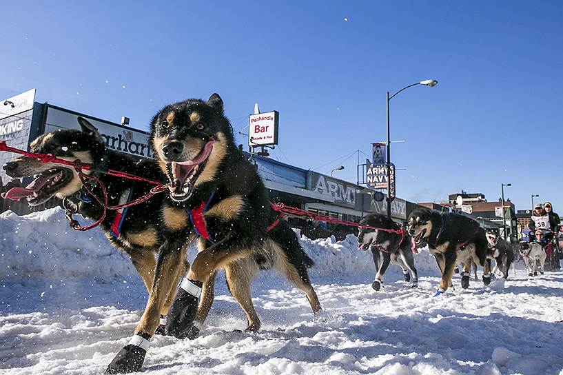 Старт гонки на собачьих упряжках &quot;Идитарод&quot; в Анкоридже на Аляске