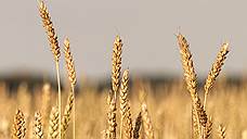 Госаудиторы разобрали зерно
