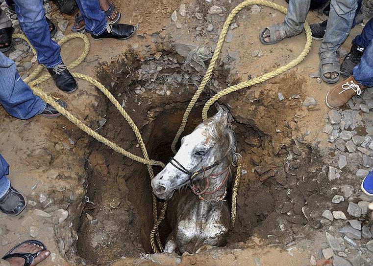 «Операция» по спасению лошади, провалившейся в яму, вырытую для установки опоры ЛЭП в индийском Джаландхаре, длилась более двух часов