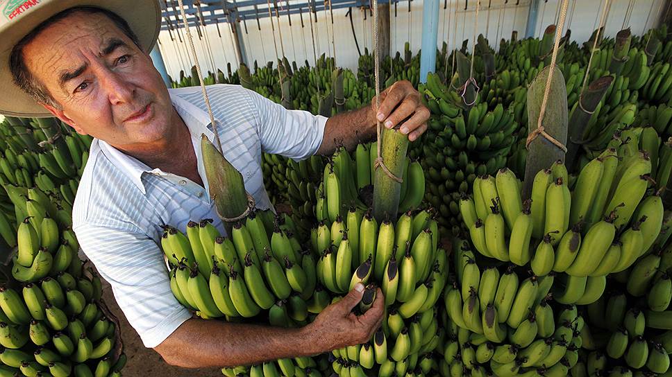 Как образовался крупнейший в мире поставщик бананов