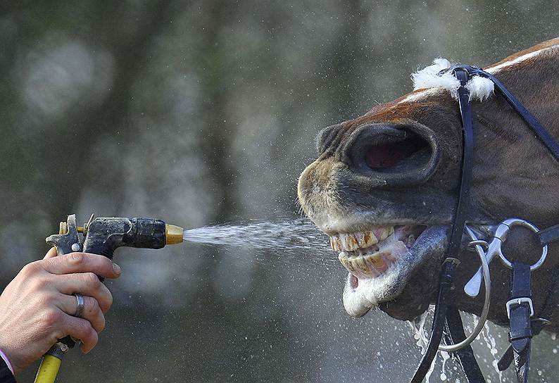 Лошадь остужают водой после забега на Челтнемских скачках в графстве Глостершир на западе Англии