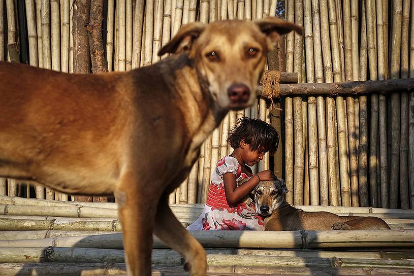 Индийская девочка играет с бродячими собаками на улице в Мумбаи