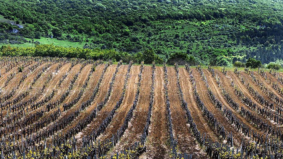 В Крыму функционируют 38 предприятий винодельческой промышленности, общей производственной мощностью 264 тонны винограда в год. Крупнейшие винзаводы — комбинат «Массандра», завод марочных вин и коньяков «Коктебель», Инкерманский завод марочных вид. Общая площадь виноградников всех хозяйств в Крыму составляет около 3 тыс. га. После вырубки виноградников в 1985-1986 годах качественного сырья на полуострове практически не осталось