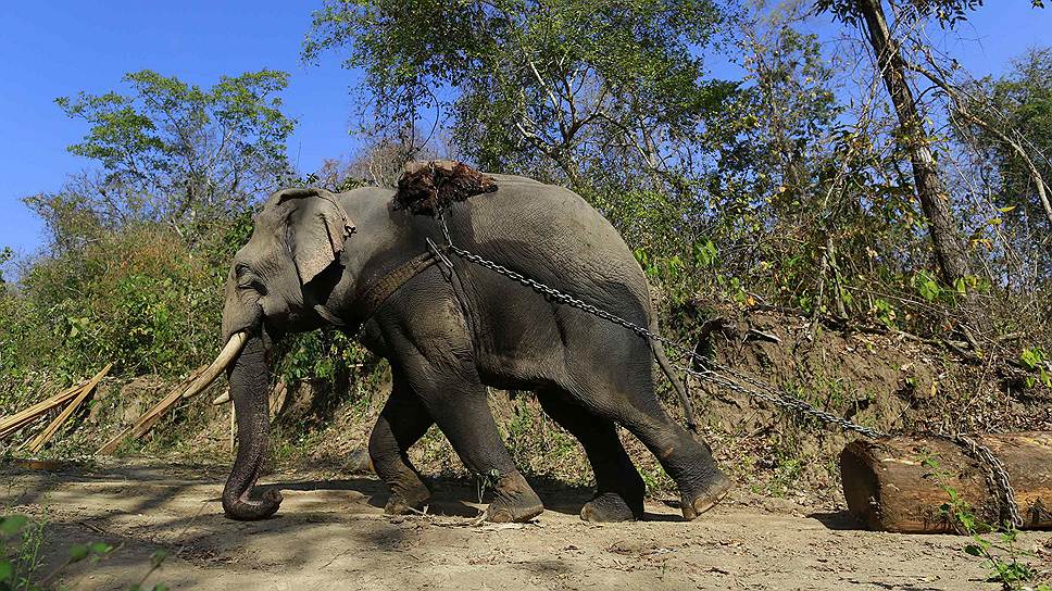 Рабочий слон тащит бревно в Пинлебу, Мьянма