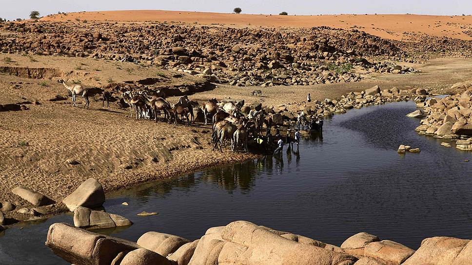 Верблюды на водопое в суданском городе Меллит