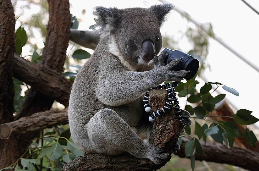 Коала, которая родилась без одного глаза, в зоопарке Сиднея