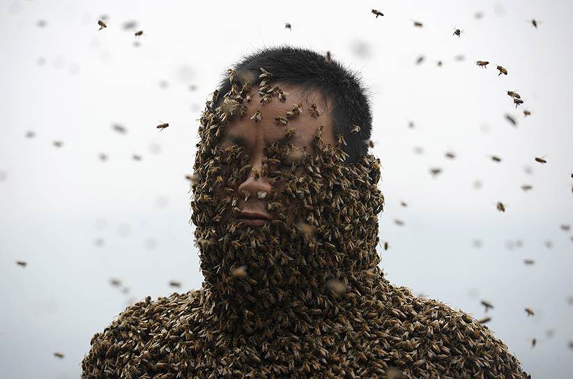 Китайский пасечник Шэ Пин во время попытки покрыть всю поверхность своего тела пчелами. Местные СМИ сообщают, что за 40 минут ему удалось приманить более 460 тыс. насекомых общим весом около 45 килограммов