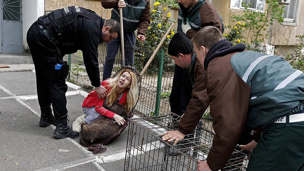 Румынский парламент в срочном порядке принял закон, разрешающий отлов и убийство бездомных собак, если их не заберут из приюта в течение двух недель