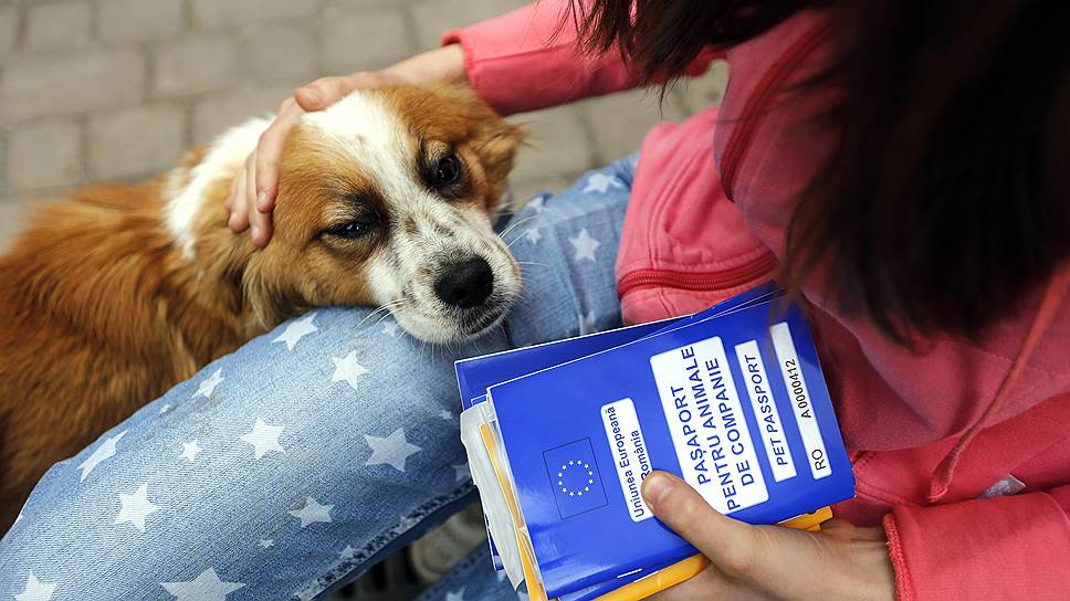 При этом, по данным социологического опроса, только 25% румын считают, что бродячих собак следует усыплять