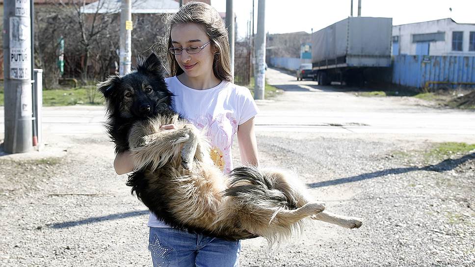 Под петициями на сайте Change.org с требованием остановить убийства собак в Румынии подписалось более 150 тыс. человек
