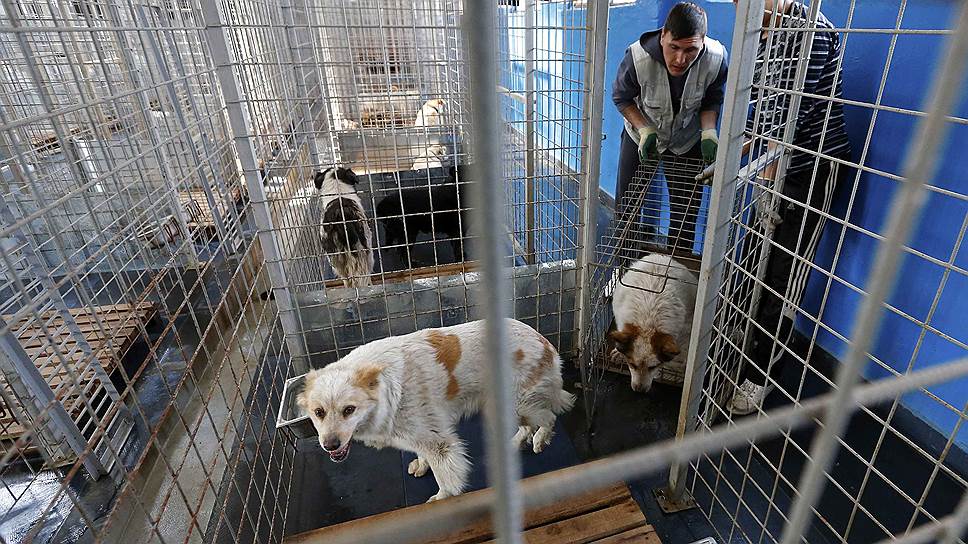 Другим румынским городам, Брашову и Ораде, отметила зоозащитница, удалось решить проблему, не прибегая к убийствам животных,— путем стерилизации и создания собачьих приютов