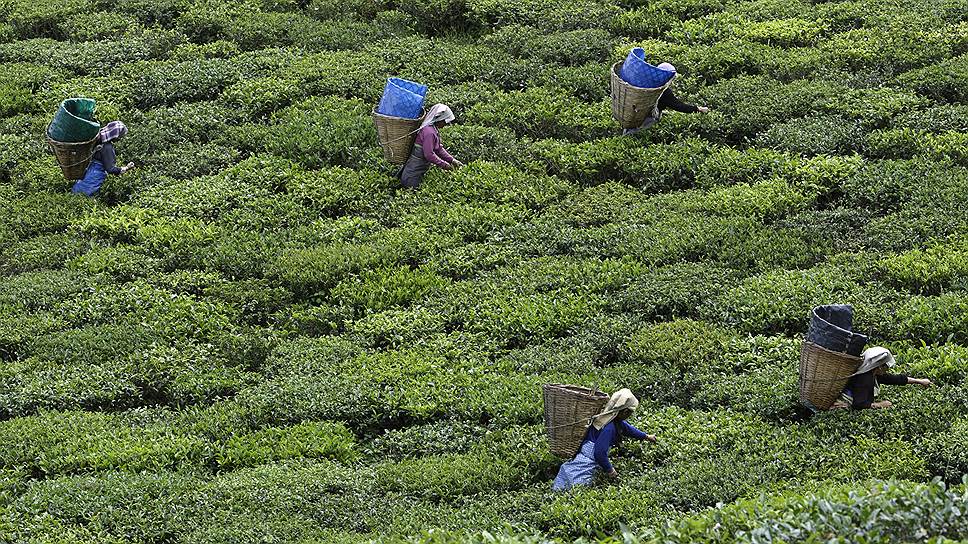 Собиратели чая в Индии