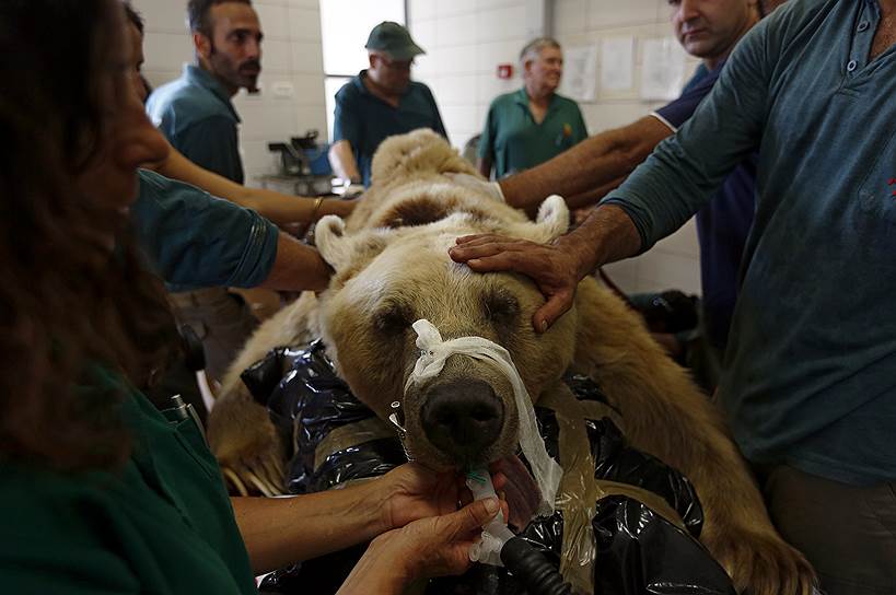 Сотрудники зоопарка в Тель-Авиве готовятся прооперировать бурого медведя