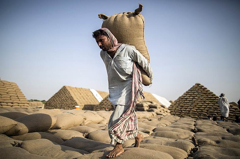 Пакистанский рабочий на складе пшеницы недалеко от Мултана, провинция Пенджаб