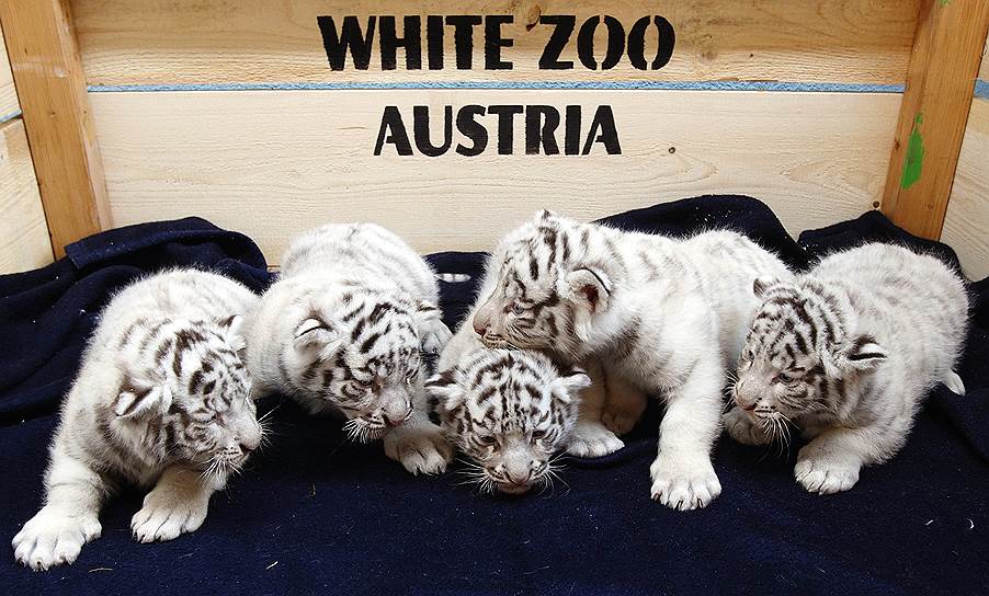 Бенгальские тигрята в Белом зоопарке города Кернхоф, Австрия