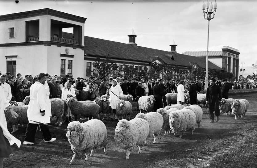 Выставка возобновила работу 1 августа 1954 года и с этого времени работала ежегодно в период с весны до осени. Ее территория увеличилась до 207 га, число павильонов возросло до 383&lt;br>
На фото: показ тонкорунных овец на ВСХВ, 1954 год