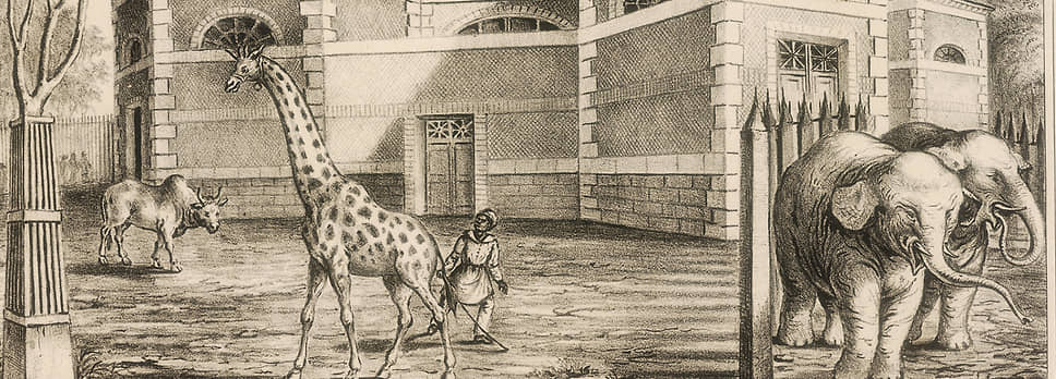 1793 год. В Париже открыт первый в мире публичный зоопарк