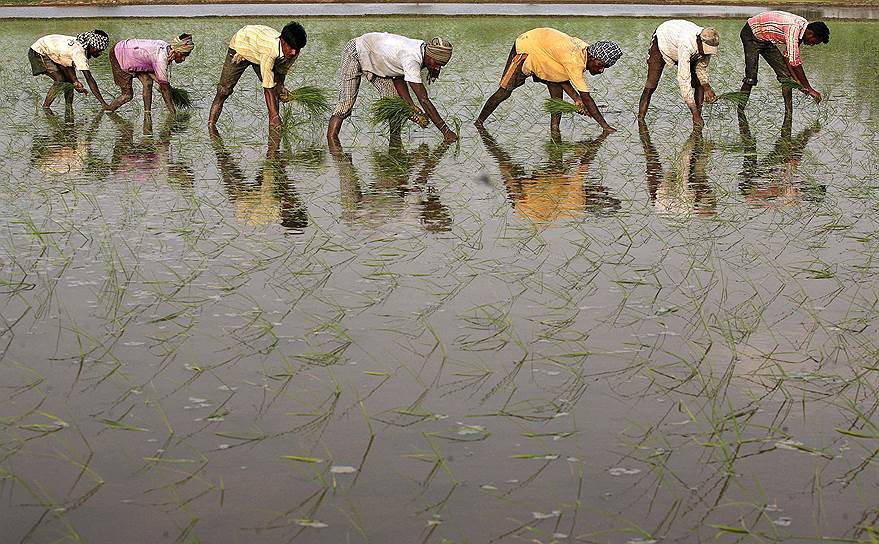 Рисовое поле на окраине Амритсара на севере Индии