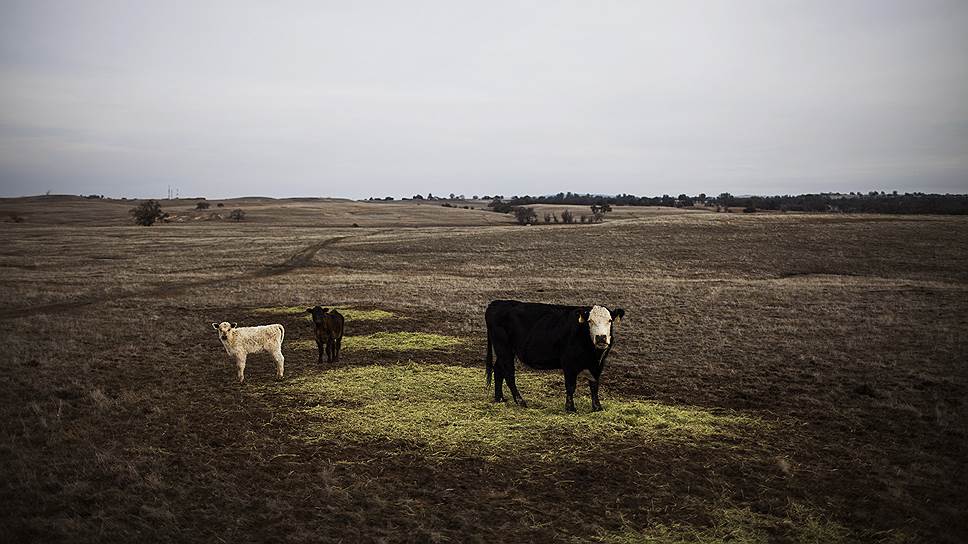Непрекращающаяся засуха в Калифорнии заставляет фермеров продавать скот, который они не в состоянии прокормить