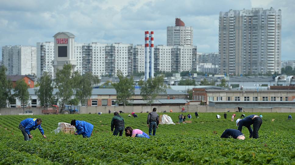 Сбор урожая клубники в совхозе имени Ленина Ленинского района Московской области