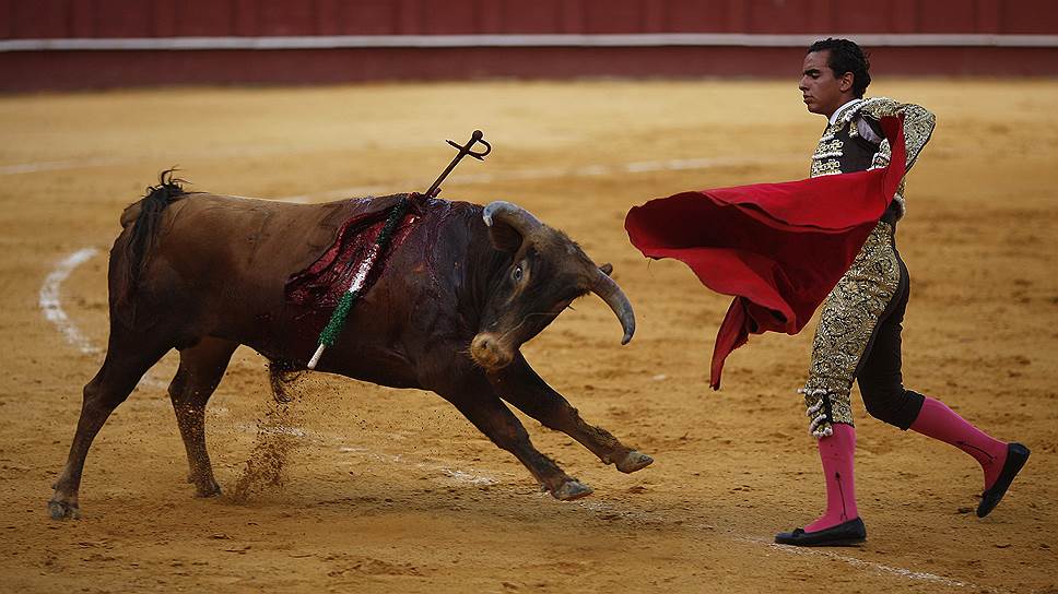 Ученик тореадора, не сумевший убить быка во время мастер-класса в Малаге, Испания