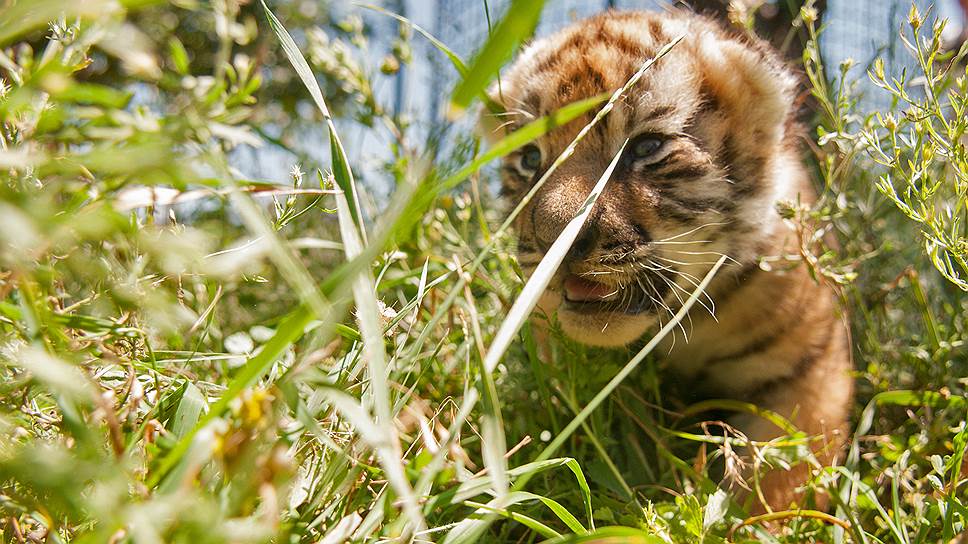 Новорожденный амурский тигренок в сафари-парке «Тайган» в Крыму