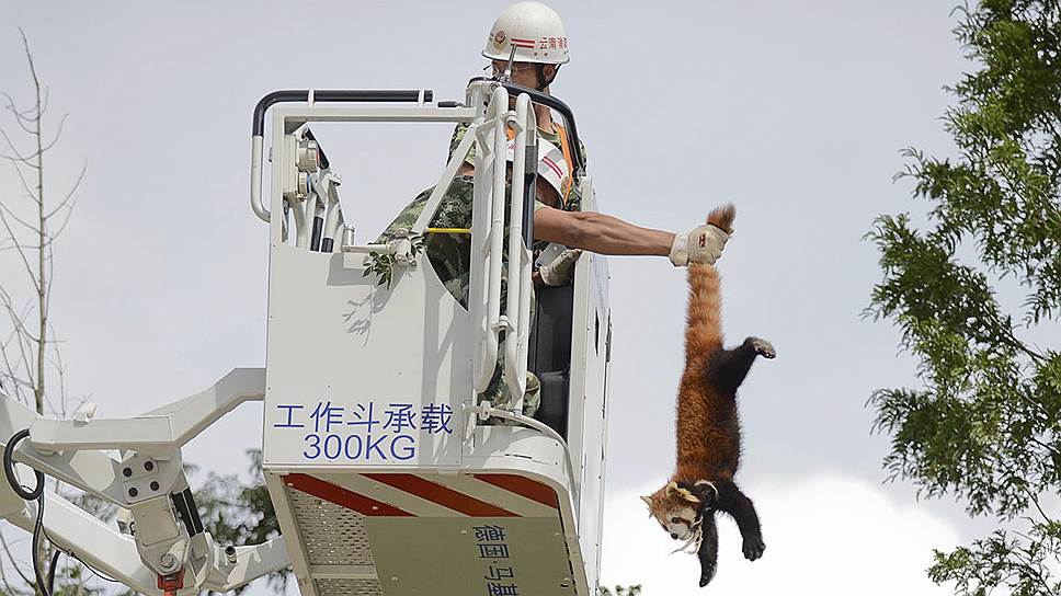 Спасатель снимает красную панду с дерева в Китае