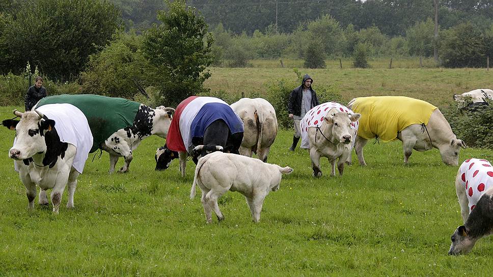 Коровы в накидках цвета маек лидеров Tour de France пасутся на поле во Франции