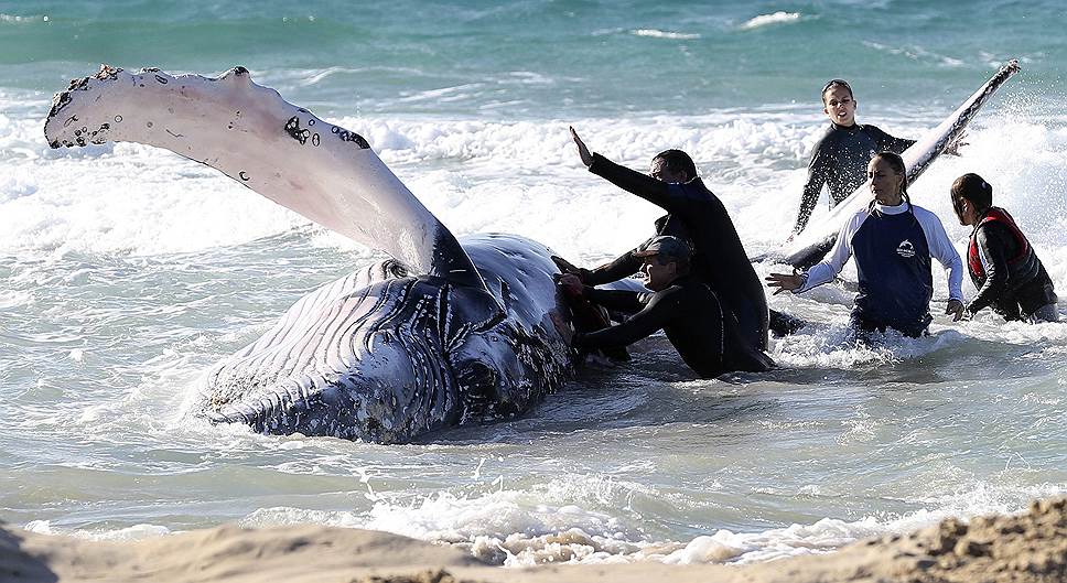 Морские спасатели из Sea World пытаются помочь киту, попавшему на мель на побережье в Квинсленде, Австралия