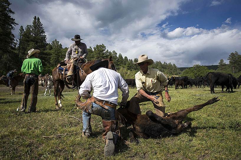 Ковбои дают теленку лекарство на ранчо в Колорадо, США
