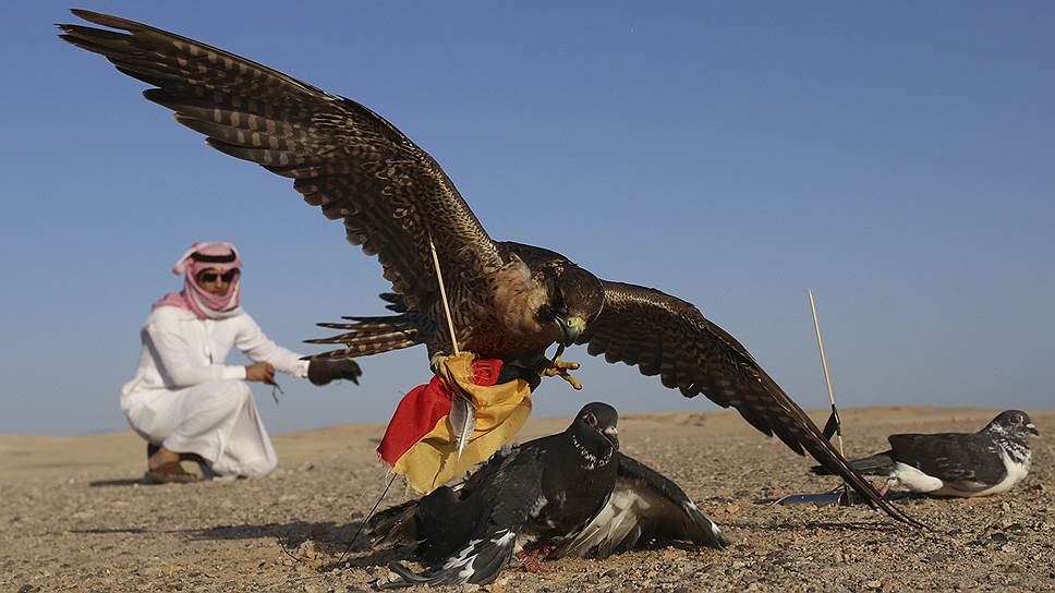 Сокол пытается поймать голубя, символизирующего сборную Германии на чемпионате мира, в Табуке, Саудовская Аравия. Так местные жители пытались предсказать победителя финального матча ЧМ
