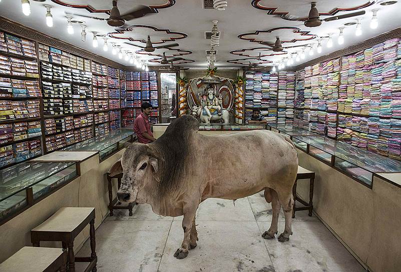 Бык в магазине одежды в Варанаси, Индия
