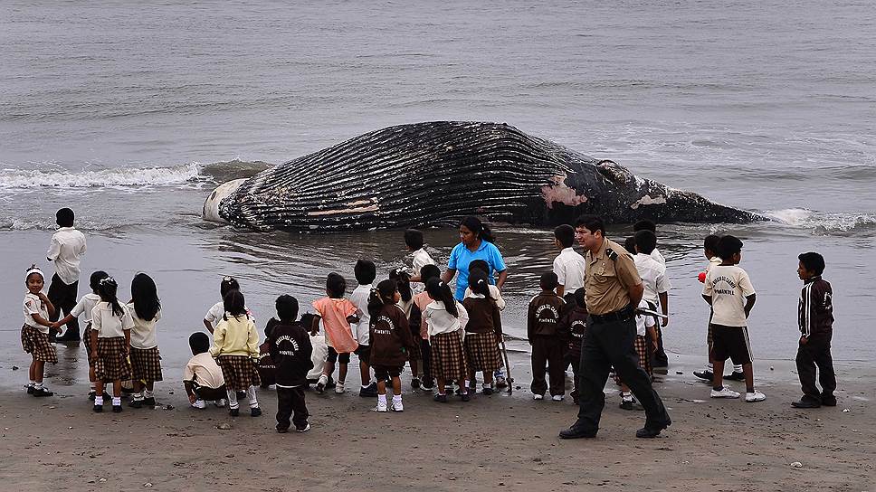 Дети смотрят на мертвого горбатого кита, выброшенного на берег в городе Чиклайо, Перу