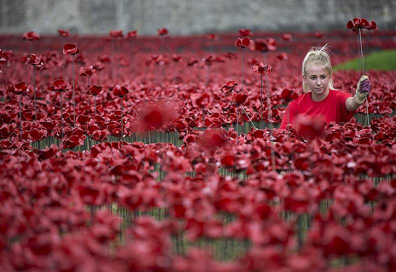 Волонтер среди арт-инсталляции «Земли, омытые кровью и моря красного» у лондонского Тауэра, созданной к столетию начала Первой мировой войны
