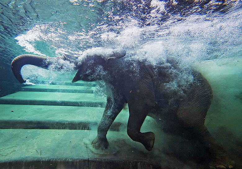 Слон купается в бассейне в зоопарке в Лейпциге