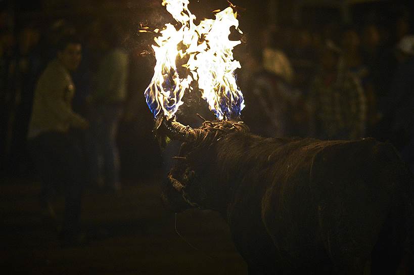 Бык с горящими рогами во время фестиваля в Мире, Эквадор