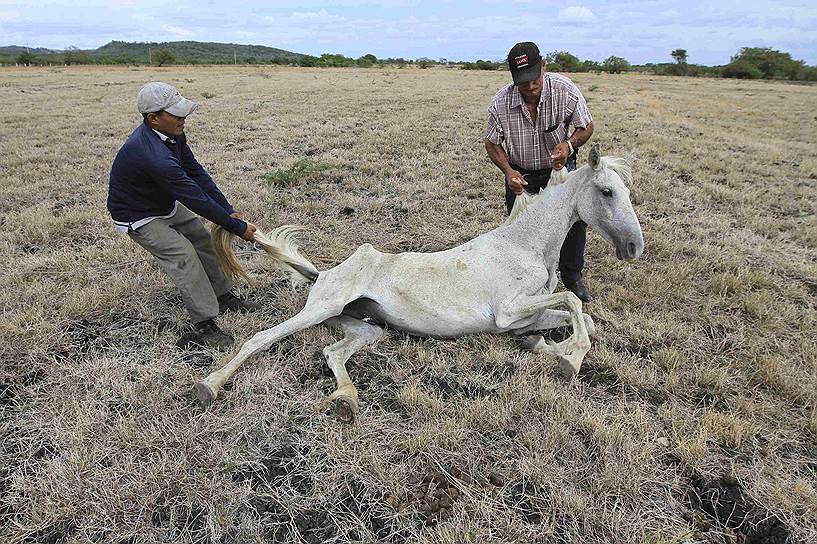 Никарагуанские фермеры пытаются спасти лошадь, умирающую от голода, недалеко от города Сан-Франциско-Либр. Некоторые регионы Центральной Америки переживают засуху, вызванную низким количеством дождей