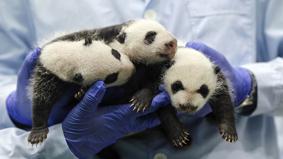 Тройне гигантских панд, родившихся в Чанлунском сафари-парке в Гуанчжоу, исполнился месяц