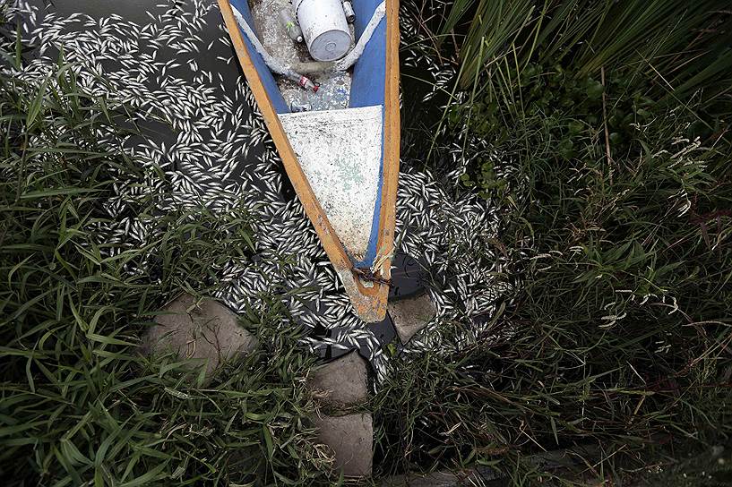 Мертвая рыба вокруг лодки в озере Кахититлан в Мексике. За последние два дня у берегов Кахититлана было выловлено более 50 тонн мертвых рыб, причины массовой гибели пока неизвестны
