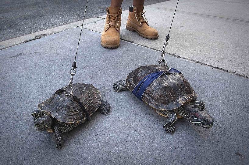 Житель Нью-Йорка, выгуливающий своих черепах на Манхэттене