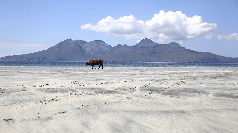 Корова на пляже острова Эгг Внутренних Гебридских островов Шотландии