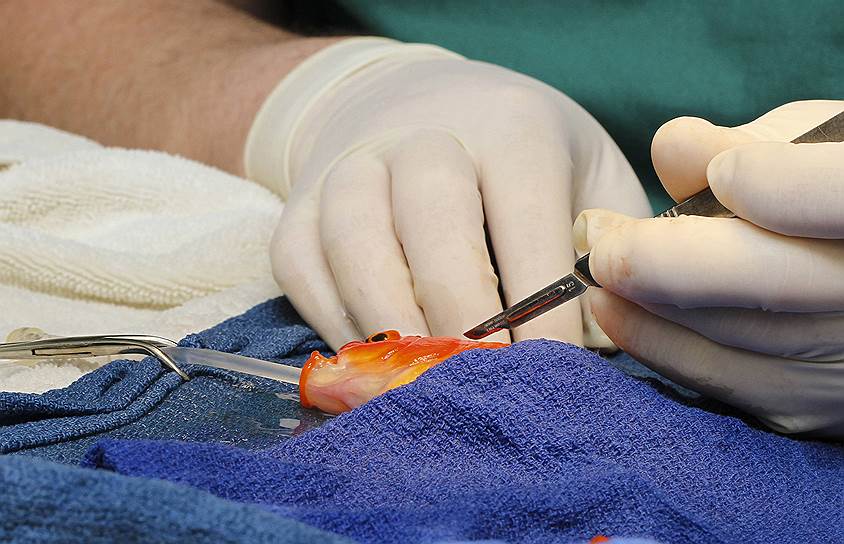 Операция по удалению опухоли на голове золотой рыбки по имени Джордж, проведенная в ветеринарной клинике в Мельбурне, Австралия