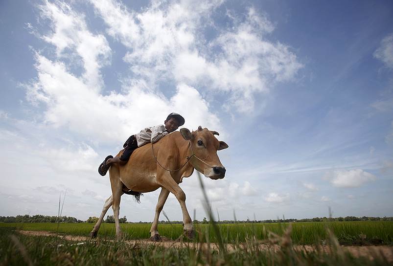 Мальчик катается на корове на поле в провинции Свайриенг, Камбоджа