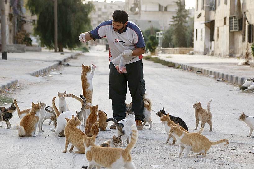 Водитель машины скорой помощи кормит кошек в сирийском городе Алеппо