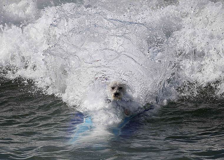 Участник ежегодного конкурса собачьего серфинга в Хантингтон-Бич, штат Калифорния