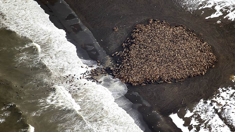 Скопление моржей на берегу Аляски, приблизительно оцениваемое в 35 тыс. особей. Причиной необычного поведения моржей ученые называют таяние морских льдов, необходимых моржам для отдыха и размножения
