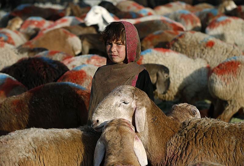 Девочка на рынке скота в Кабуле, Афганистан